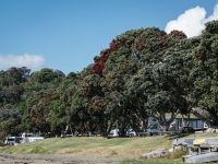 Tourist Rental Martins Bay Holiday Park from Algies Bay, Rodney, Auckland