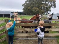 Tourist Rental Gumtree Farmstay from Oamaru, Waitaki, Otago